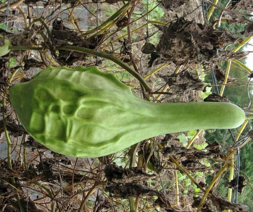 Limezöld kőbunkó lopótök - Maranka, Lagenaria siceraria, tök, cukkini, tökfélék, cucurbita